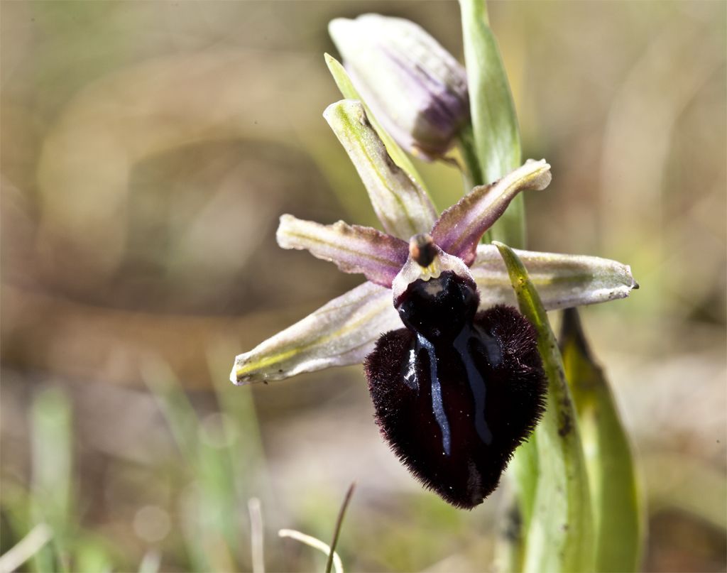 Ophrys murgiana